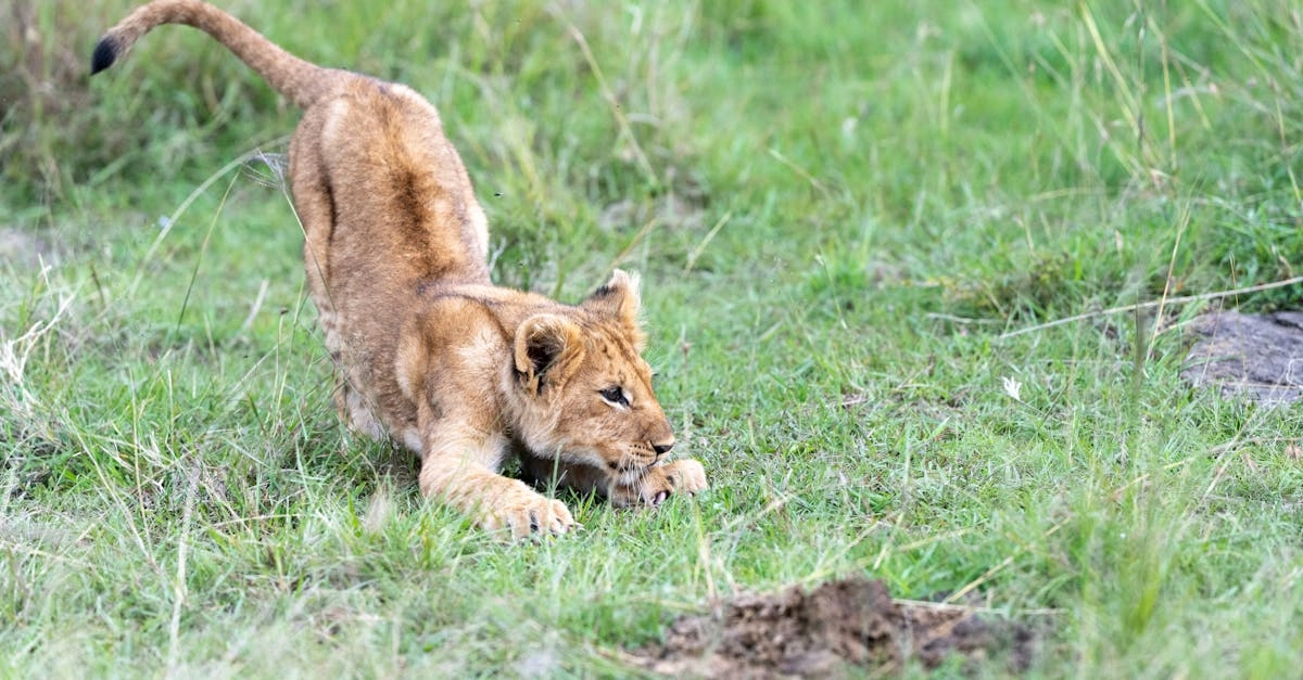 Захватывающая история создания легендарного игрового автомата